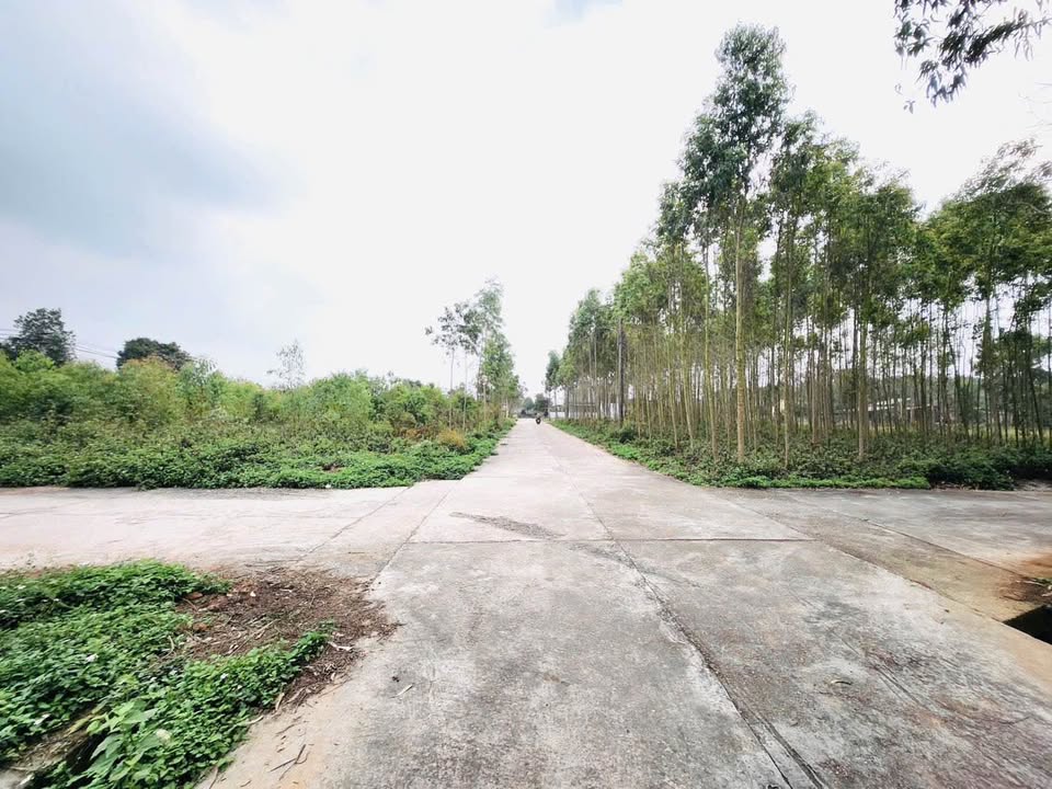 Đất nền Khu Tái định cư Đồi cây đa - Hy Cương 300m² giá 3.9 tỷ - Cơ hội đầu tư hấp dẫn!