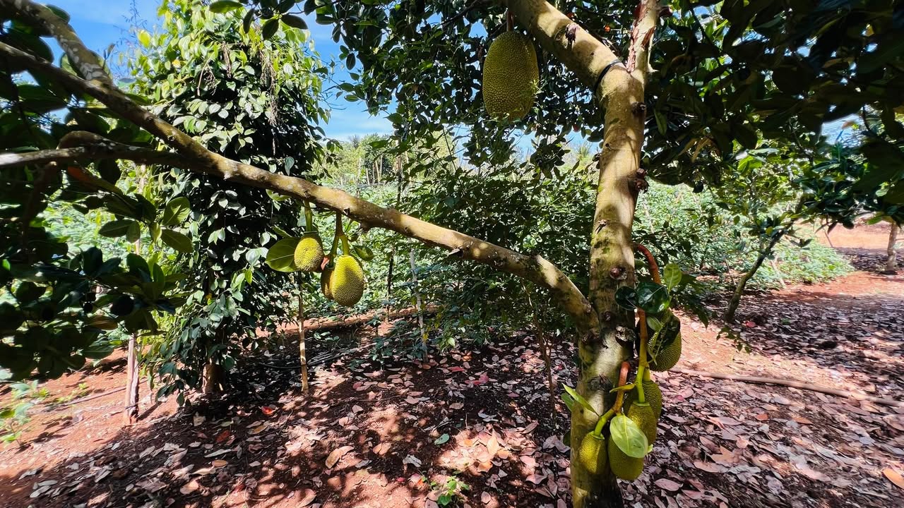 Lô đất vườn cây ăn trái 3000m² tại Tân Phú, Đồng Nai - Giá chỉ 1.8 tỷ!