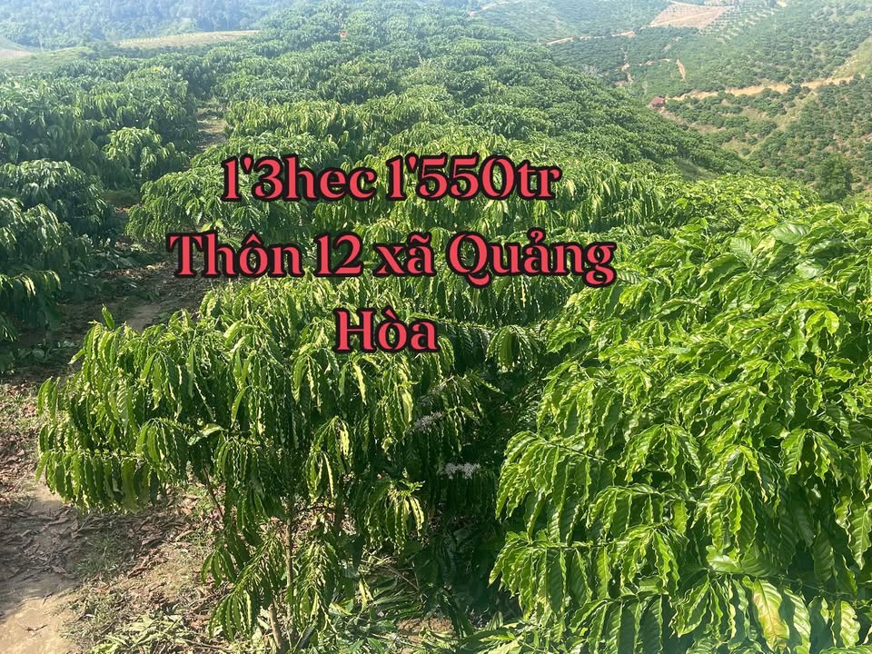 Đất nông nghiệp 1.3ha tại Quảng Hòa, Đắk Glong giá 1.55 tỷ - Cơ hội đầu tư hấp dẫn!