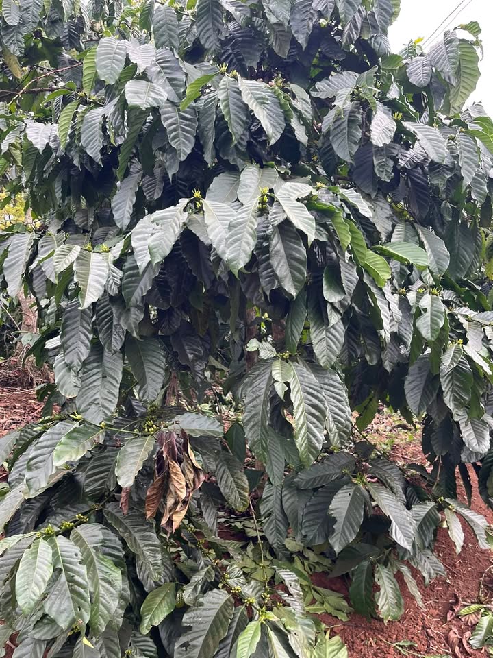 Đất Farm 5760m² tại Xã Tân Hà - Giá 688 triệu - Sổ hồng đầy đủ