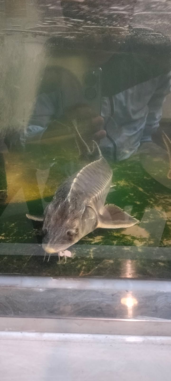 Đất nền 500m² hẻm Lê Duẩn Chư Sê - Sẵn sàng xây biệt thự vườn