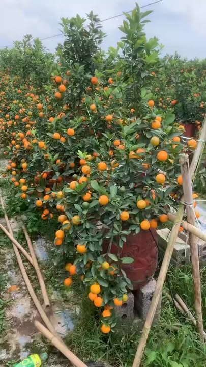 Đất nền Trái Diêm 2, Thái Bình 100m² - Hướng Đông lý tưởng, giá thỏa thuận!