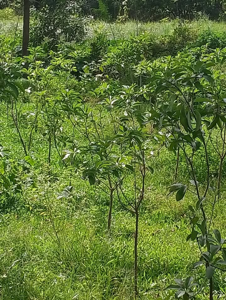 Đất thổ cư Cẩm Lạc 258m² giá 4xx triệu - Đường bê tông thông thoáng!