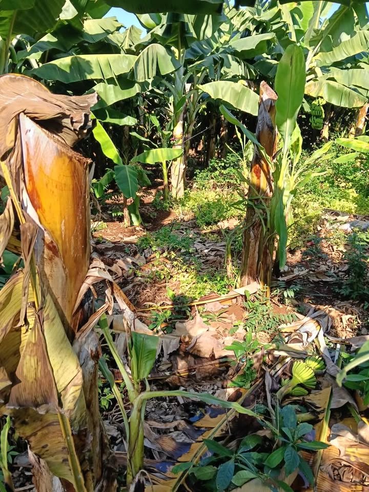 Đất nền Bàu Hàm Đồng Nai 500m² giá 1.5 tỷ - Sổ hồng chính chủ