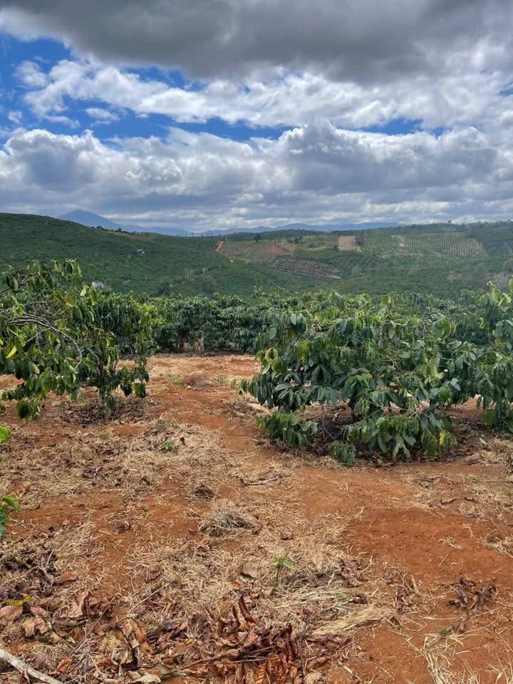 Đất nông nghiệp 1.35 ha tại Tân Châu, Di Linh - Giá chỉ 160 triệu