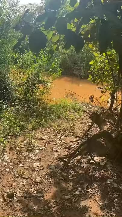 Farm Vườn Điều 3,6ha tại Huyện Đức Cơ, Gia Lai - Cơ hội đầu tư tuyệt vời!