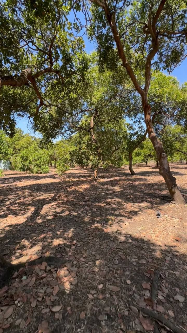 Đất thổ cư 1764m² tại Huyện Đồng Phú - Giá chỉ 800 triệu - Đầu tư sinh lời!