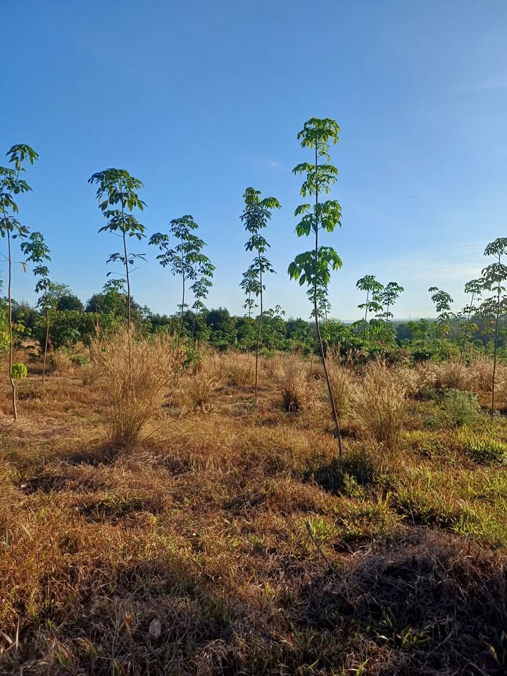 Đất nông nghiệp Đức Liễu 31.000m² giá chỉ 1.7 tỷ - Cơ hội đầu tư hấp dẫn!