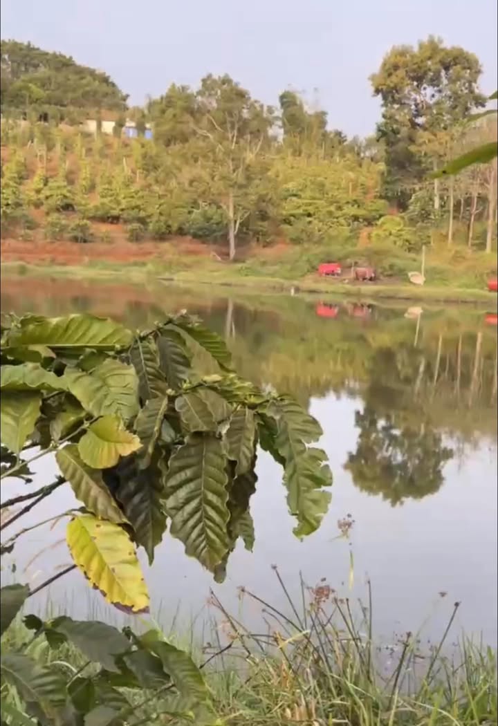 Farm 4,5 sào cà phê tại Bon Dakblao, Kiến Đức giá 1 tỷ - Cơ hội đầu tư hấp dẫn!