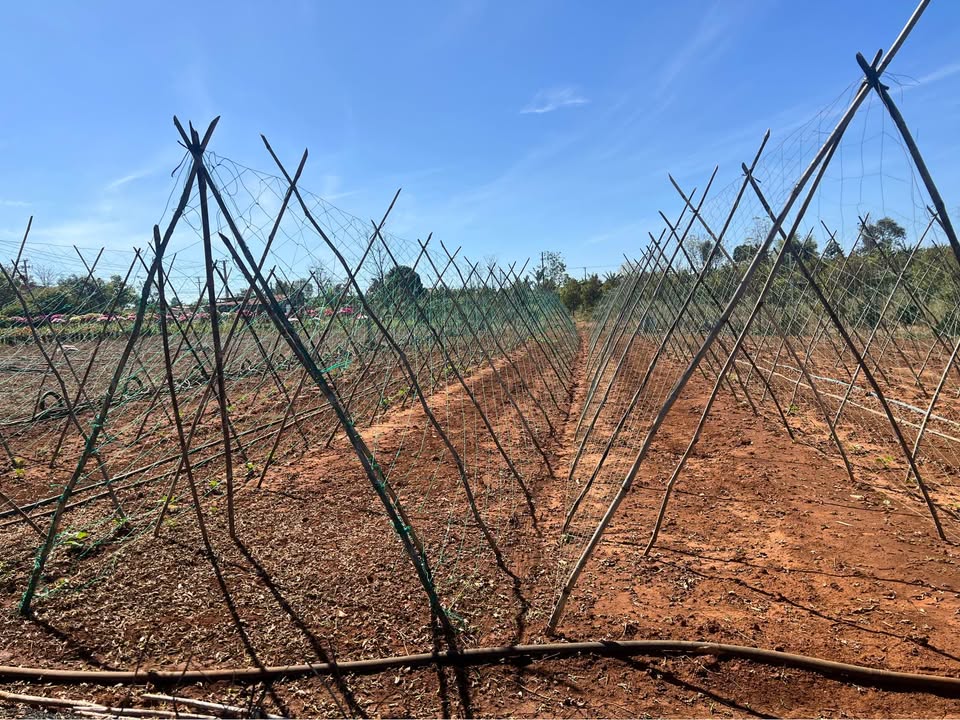 Đất nền 360m² tại thôn 3, xã An Phú, giá chỉ 510 triệu - Cơ hội đầu tư hấp dẫn!