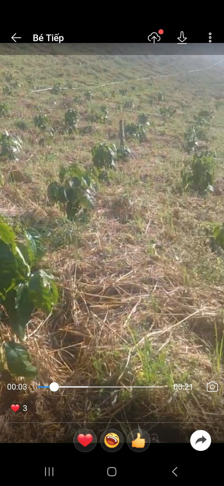 Farm 1ha Đak Jơ Ta, Mang Yang, Gia Lai giá 1.3 tỷ - Đầu tư sinh lời tuyệt vời!