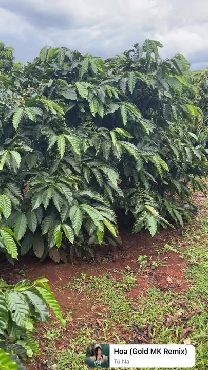 Đất nông nghiệp Chư Sê 16.000m² giá thỏa thuận - Khu vực đông dân cư