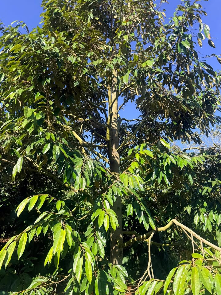 Farm 2,4 ha tại xã Dun, huyện Chư Sê, Gia Lai - Đầu tư sinh lời với vườn sầu riêng!