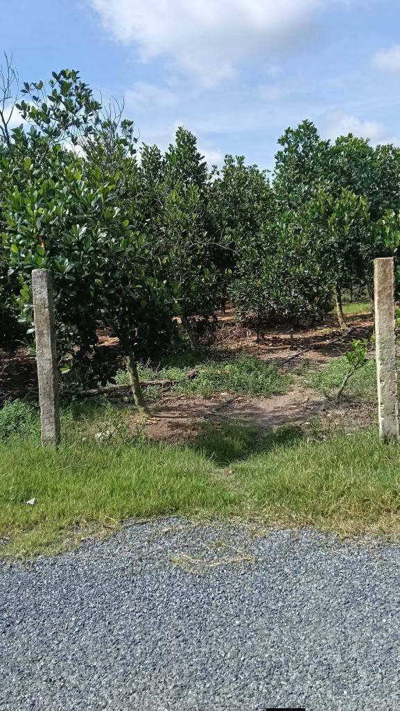 Đất nền thổ cư Xã Mỹ Tân, Huyện Cái Bè 1000m² giá 500 triệu - Cơ hội đầu tư tuyệt vời!