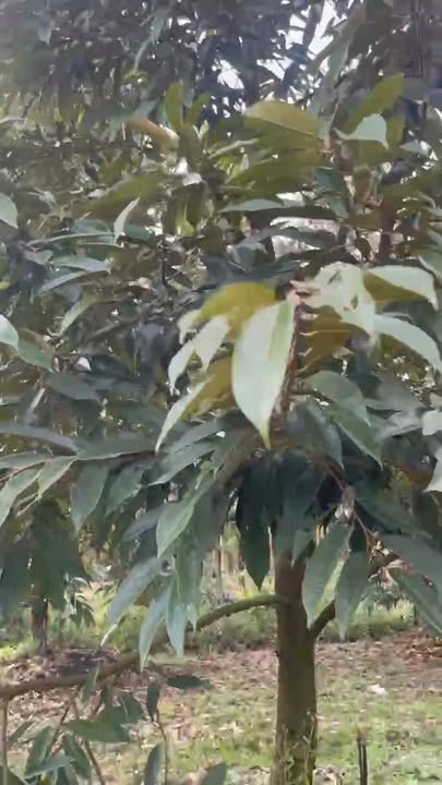 Farm sầu riêng 1.2ha tại Định Quán, Đồng Nai giá 2.3 tỷ - Cơ hội đầu tư lý tưởng!