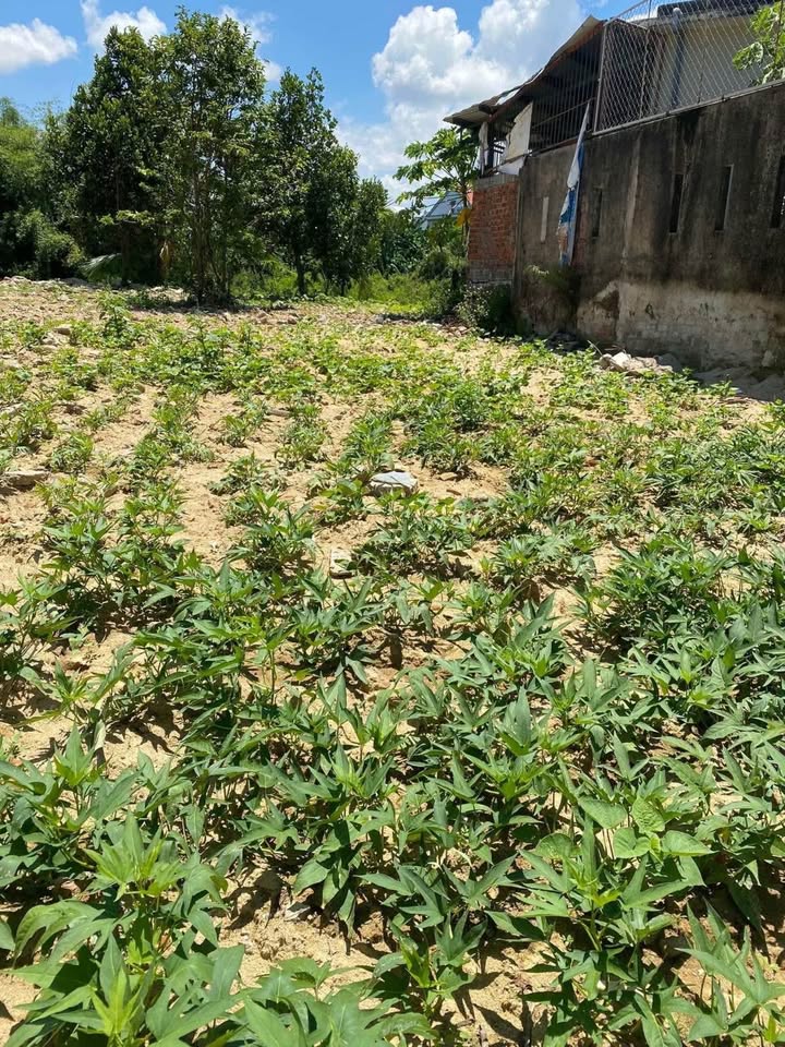 Đất nền đường Nguyễn Du, Dĩ An 109m² giá chỉ 1.65 tỷ - Đầu tư sinh lời cao!