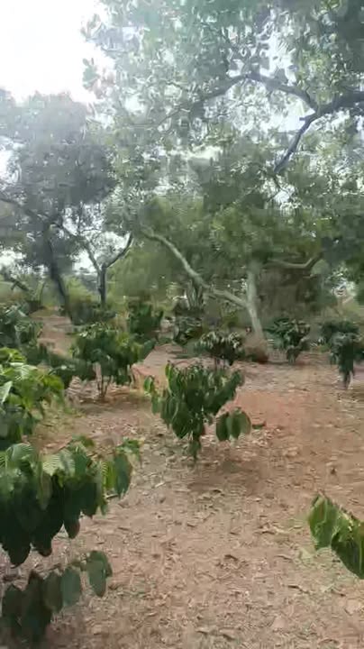 Farm 1,55ha tại Xã Đak Ơ, Huyện Bù Gia Mập giá 2,2 tỷ - Cơ hội đầu tư hấp dẫn!