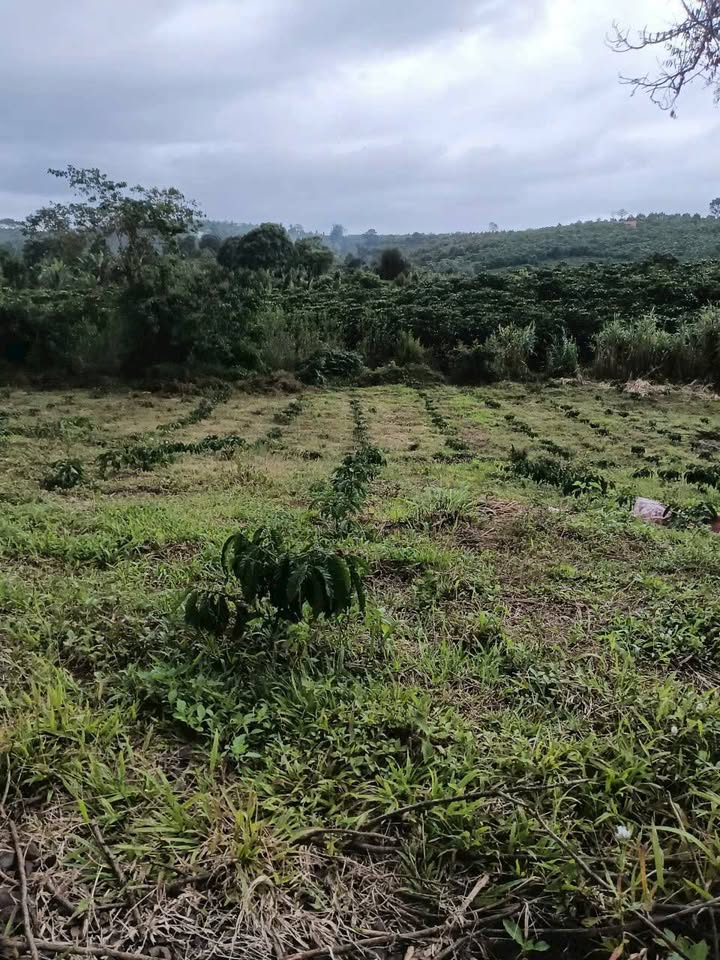 Đất thổ cư 1ha tại Lệ Chi, Gia Lâm - Gần Quốc lộ 20 chỉ 3.5km!