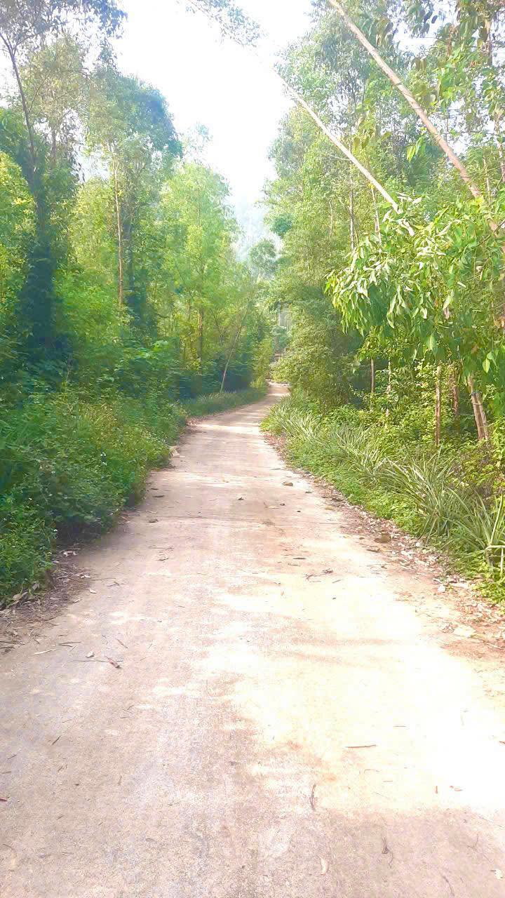 Đất rừng sản xuất 1000m² huyện Bình Xuyên giá chỉ 100 triệu - Sổ đỏ chính chủ