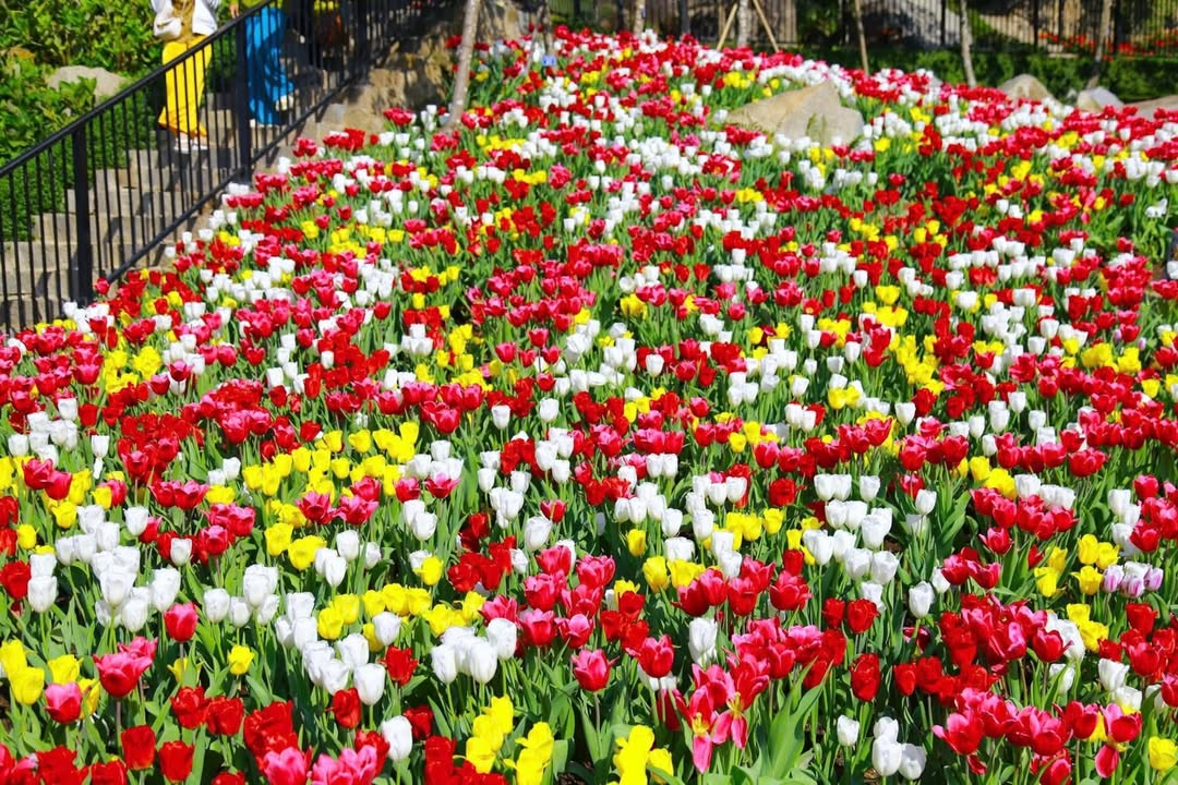 Đất nền phường An Hội, Bến Tre 101m² giá 550 triệu - Sổ hồng chính chủ!