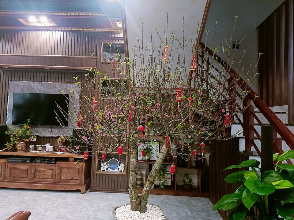 Đất nền Tam Đảo 100m² giá 2.6 tỷ - Sổ hồng chính chủ