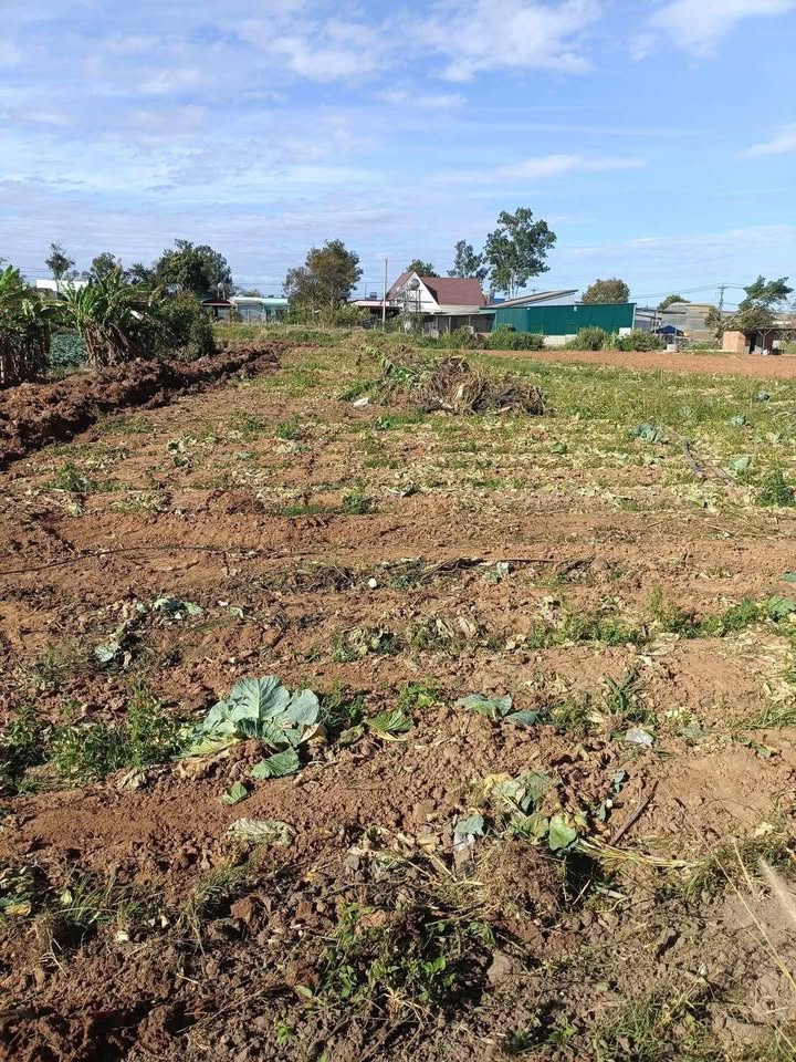 Đất nền 2,1 sào tại xã Ka Đơn, Lâm Đồng giá 1,3 tỷ - Cơ hội đầu tư tuyệt vời!