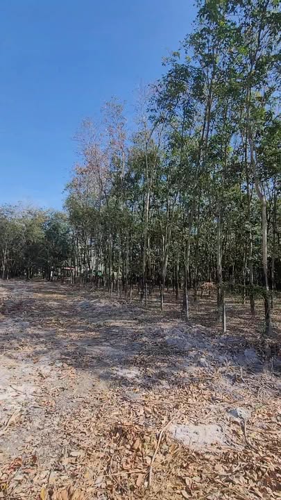 Đất tại trung tâm Chơn Thành 5 sào giá thỏa thuận - Đất ở đô thị sẵn thổ cư