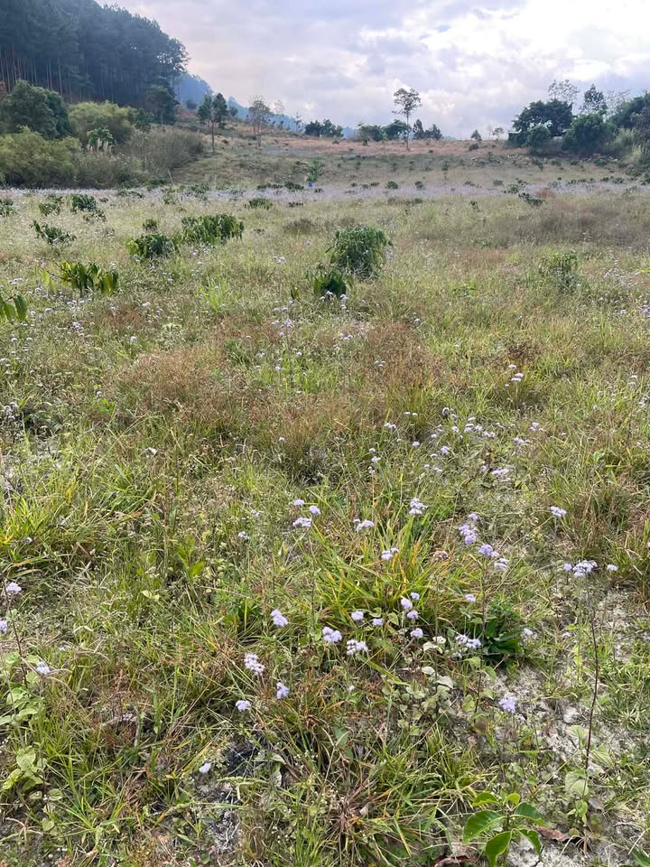 Đất nông nghiệp Xã Đông Thanh 4ha giá 25 tỷ - Cơ hội đầu tư hấp dẫn!