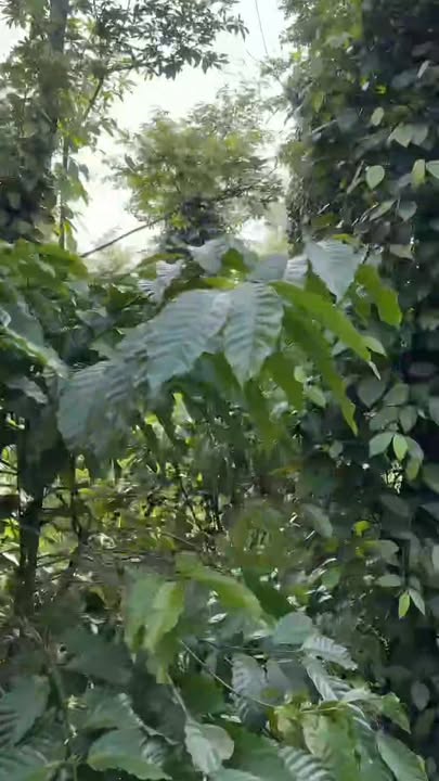 Đất Farm hơn 2ha tại Xã Ea Tiêu, Huyện Cư Kuin - Cơ hội đầu tư hấp dẫn!