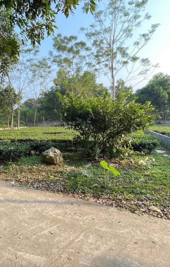 Đất nền 500m² tại Ba Vì - Giá chỉ 2 tỷ, vị trí thuận lợi, không khí trong lành!