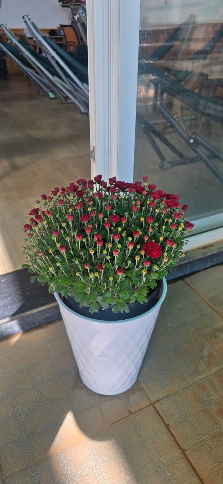 Đất nền Đức Trọng 136m² Sổ đỏ - Cơ hội đầu tư sinh lời