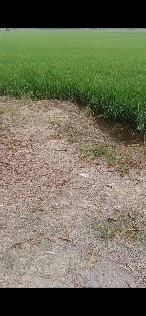 Đất lúa Tân Tây Thạnh Hóa 1000m² giá 1.1 tỷ - View kênh xáng lớn!
