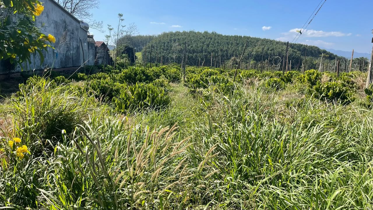 Đất nông nghiệp Xã Nâm Nung 2400m² giá 130 triệu - Đường nhựa Tỉnh Lộ 3