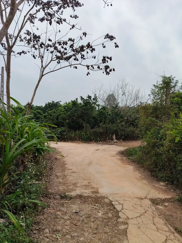 Farm vườn vải Tân Quang 10,800m² giá 9.18 tỷ - Sở hữu ngay đất đẹp