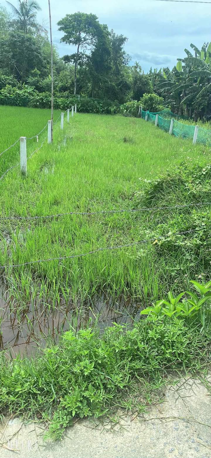 Đất nền Bình Tú 70m² giá 200 triệu - Cơ hội đầu tư hấp dẫn!