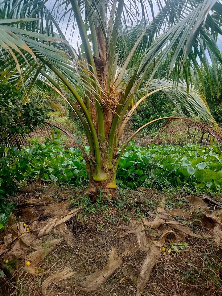 Đất vườn dừa 6832m² tại xã Hiếu Phụng, Vĩnh Long - Giá chỉ 2 tỷ!