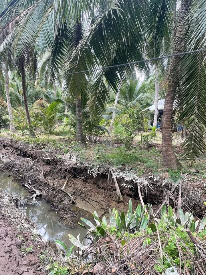 Đất vườn dừa 5000m² xã An Định - Giá 1.75 tỷ, cơ hội đầu tư tuyệt vời!