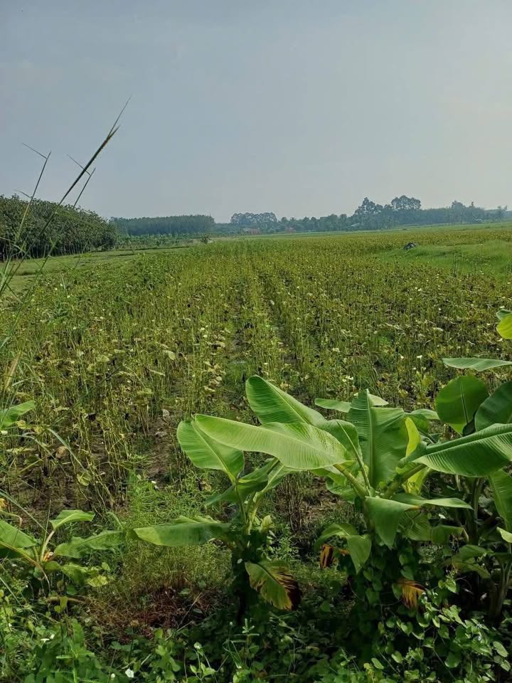 Đất nền Hòa Thành Tây Ninh 2934m² giá 2 tỷ - Đầu tư sinh lời hiệu quả!