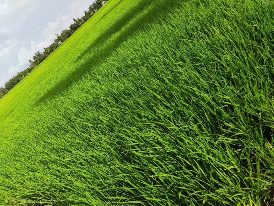 Đất lúa 30.000m² tại Xã Bình Giang, Hòn Đất - Mặt tiền kênh rộng rãi