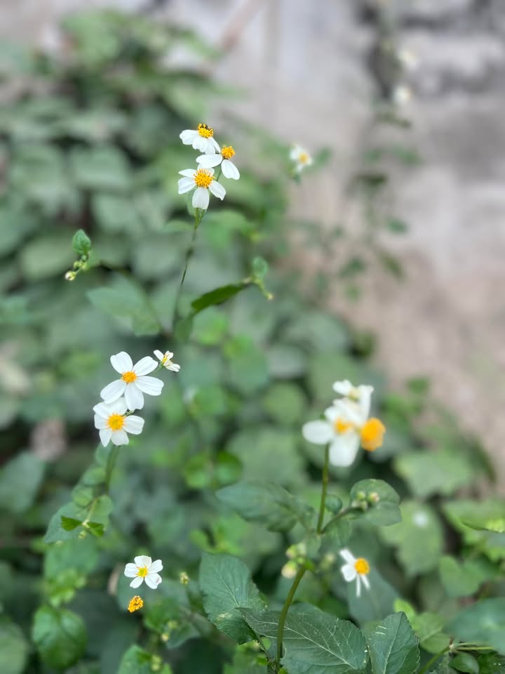 Đất nền Dragon, Phường Thạc Gián, Đà Nẵng 100m² - Cần bán gấp trước Tết!