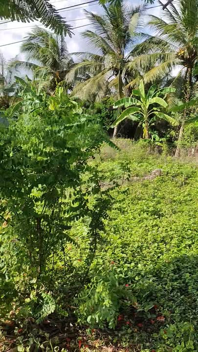 Đất nền 385m² tại Xã Vĩnh Hựu, Gò Công Tây - Kinh doanh sầm uất chỉ 750 triệu!