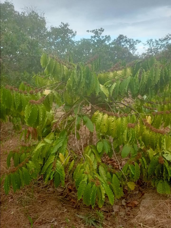 Đất nông nghiệp 18,000m² tại xã Ea Kuêh - Giá 600 triệu, sổ đỏ chính chủ!