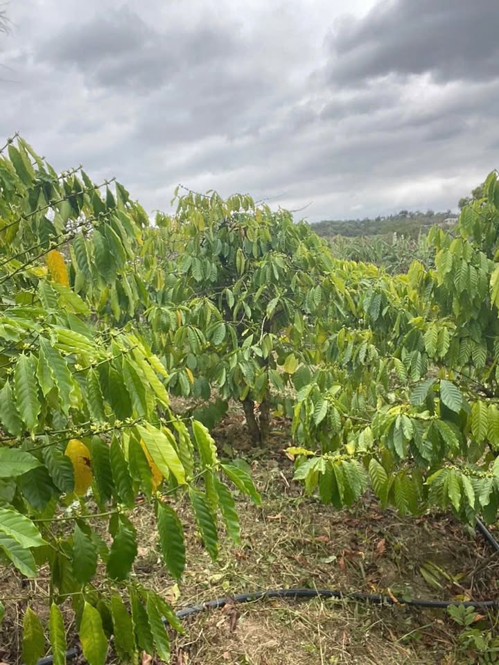 Đất farm 1368m² tại Quốc lộ 14, Lâm Đồng - Giá 750 triệu, sổ sách đầy đủ!