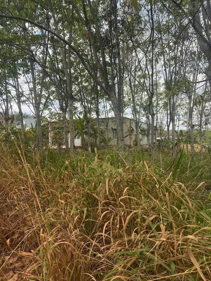 Đất nền xã Long Nguyên, huyện Bàu Bàng 4320m² giá 4 tỷ - Đầu tư sinh lời ngay!