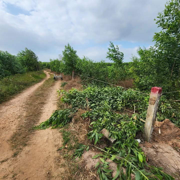 Đất nền Tân Lập 500m² giá 270 triệu - Cơ hội đầu tư hấp dẫn!