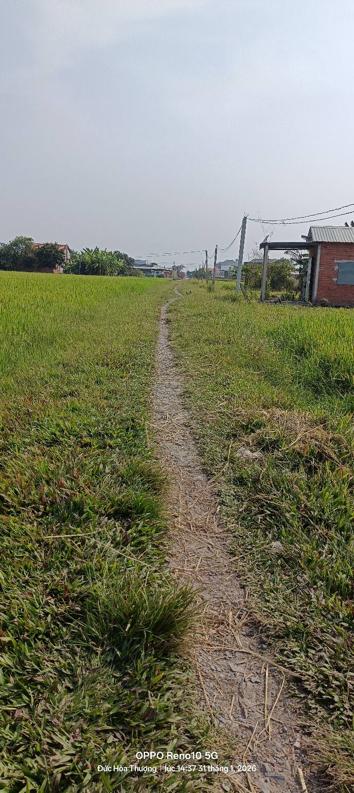 Lô đất vườn 975m² đường 823D, Đức Hòa giá 1.5 tỷ - Đầu tư lý tưởng!