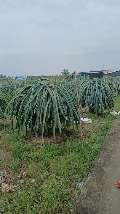 Đất nền Tân Thuận Bình, Chợ Gạo 1000m² giá 500 triệu - Sổ hồng riêng công chứng ngay!