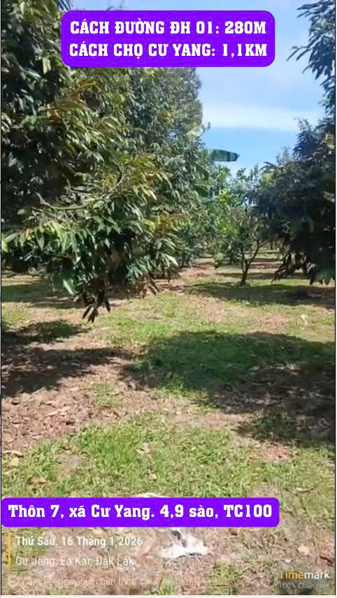 Farm Cư Yang Đắk Lắk 17.640m² giá 1.7 tỷ - Cơ hội đầu tư tuyệt vời!