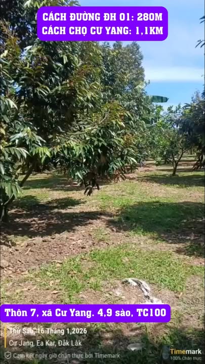 Farm Cư Yang Đắk Lắk 1764m² giá 1.7 tỷ - Đầu tư sinh lời ngay!