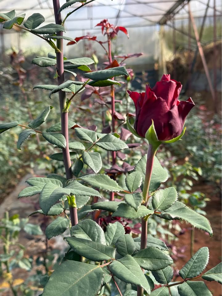 Farm cho thuê tại Thị trấn Lạc Dương 2000m² - Đường Duy Tân, giá chỉ 150 triệu/năm